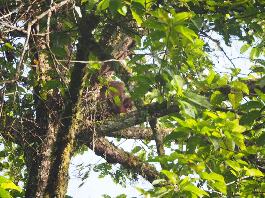 Orangutan with baby