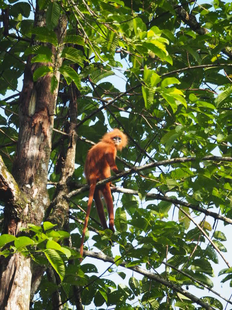 Red Leaf Monkey