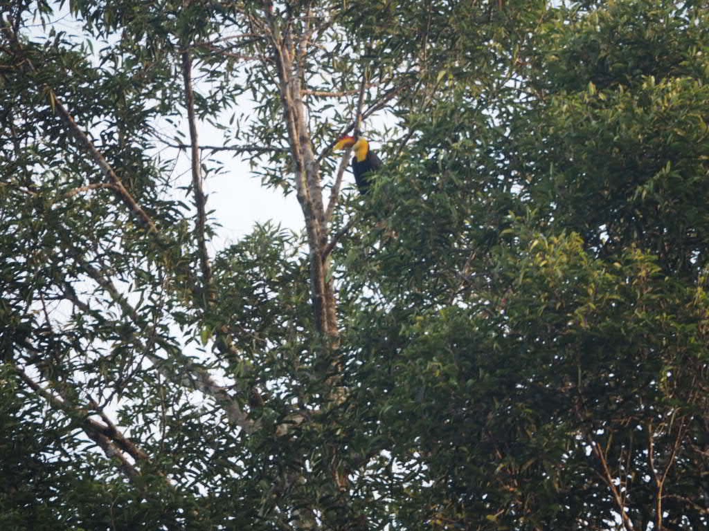 Rhinosorous Hornbill