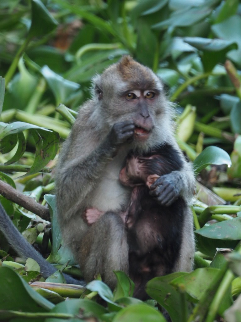 Macaque Monkey with baby