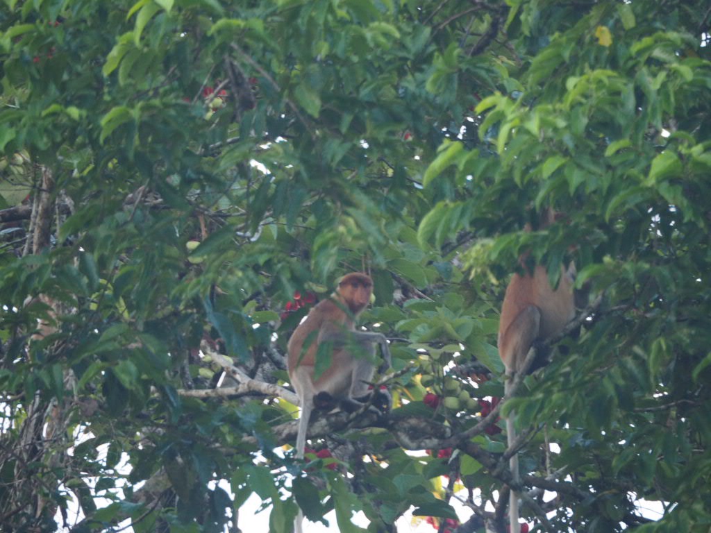 Proboscis Monkey