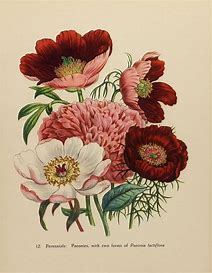 Botanicals